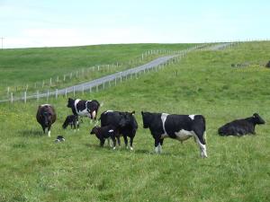 Gillarunna Shetlands running with Carn Bhren Halcyon, sired by Gillarunna Innes and grand sire Gillarunna Nocturne.