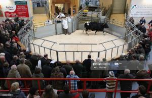 Knocknagael sale, November, 2010