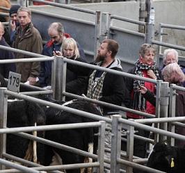 Iain at Dingwall sale of Knocknagael cows, November, 2010.