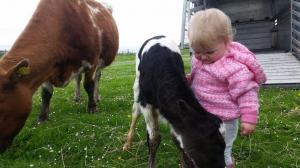 Hestataing Amber with calf Ocraquoy Jolene, and Kristina Malcolmson.