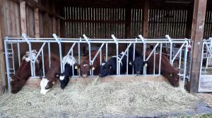 2018 calf crop at 15 October, all Beef Shorthorn crosses except second left pure Simmental and third left pure Shetland.