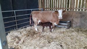 Simmental/Shetland cross cow with 75% Shetland heifer calf by Renwick Renoir just after being born, 27 May 2019