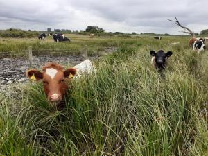 Ilex and Bambi exploring the water meadows, where in 2020 a new population of rare Natterjack toads were discovered!