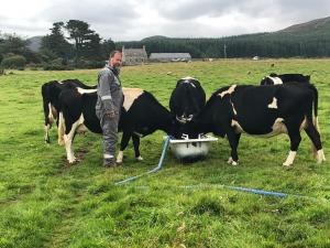 Iain and cows