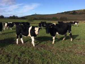 Selbiehill Lara and Simmi X calf