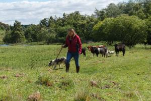 Laura and cattle on Murder Acre