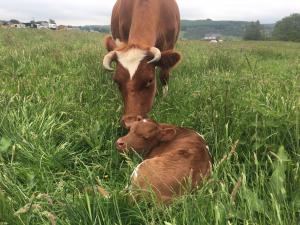 Fleecefaulds Bee and calf.