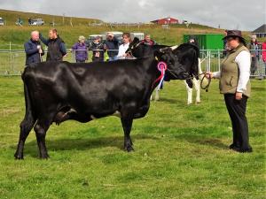 Collafirth Baabie Born 2013. Sire Lyndthorpe Raymond Dam Collafirth Amber. Shetland Cattle Champion and overall Cattle Champion at the 2017 Cunningsburgh show