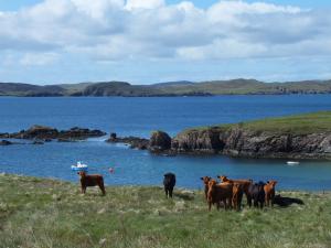Crossbred calves at Gillarunna.