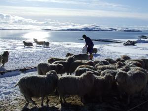 It isn't all warm sunny days! Jim feeding sheep at Gillarunna.