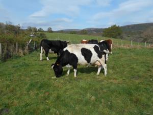 Clunes Frosty, aged 6 years, looking good despite feeding a calf off very old grass. The feed is a bribe, not for nourishment.