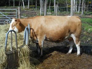 Simmental Shetland cross cow aged 4 years, 2 weeks before calving to Renwick Renoir