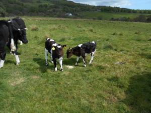 Two 2019 Shetland bullock calves aged about 6 weeks