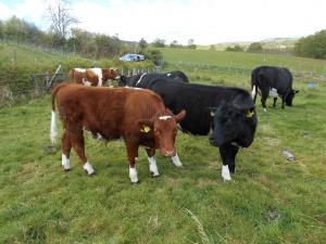 2018 Beef Shorthorn Cross heifer and bullock calves aged about 1 year. They weighed 370 and 334kgs at 46 weeks.
