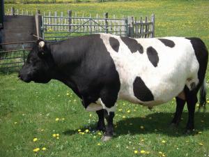 Randolph Fergus. His semen is available from the SCHBS Semen Store.