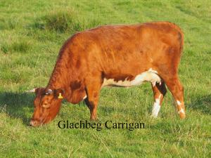 Glachbeg Carrigan