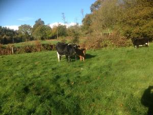 New arrivals 3rd November 2013 – Wharncliffe Gudrun with Wharncliffe Jaci; Wharncliffe Jenna.