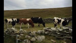 Cows with young bull Ocraquoy Imperio
