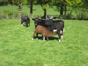 Wharncliffe Gudrun with her heifer calf Emgee Pickle (by Emgee Nigel) - Balearn Helen & Balearn Olwyn in background