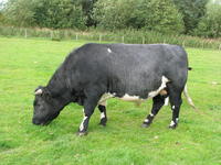 Collafirth Viking 
