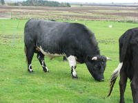 Collafirth Viking 