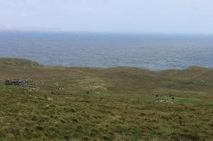 Ocraquoy herd grazing on the croft.