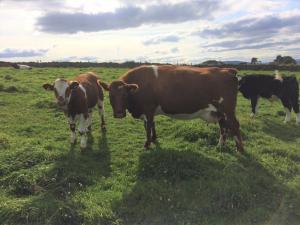 Islesburgh Sophi and her Simmi X calf