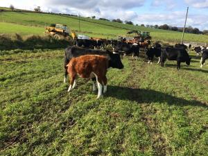 Lucy and Simmi X calf