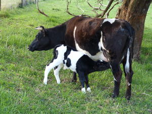 Zetralia Aith with new calf