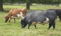 Collafirth Viking 