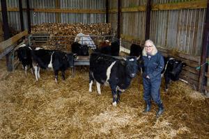 West Moss-Side winter quarters for calves and young stock