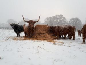 Highland herd at Intwood Farm