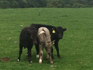 Dun calves.