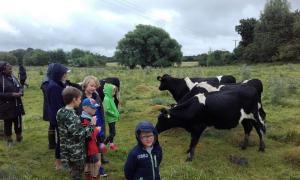 Children getting to know some of the Randolph Herd of Shetland cattle at Feldon Forest Farm on an educational access visit.