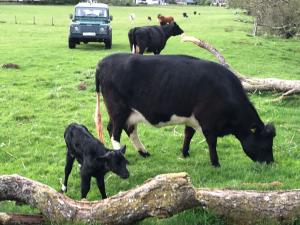 Glachbeg Ruby with purebred heifer calf Fearnag Breagha
