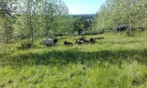 Shetland cattle from the Randolph Herd in the agroforestry at Feldon Forest Farm. Agroforestry is a system of growing trees amongst crops or pasture, as in this case, for increased biodiversity and production. We planted these trees nearly 20 years ago long before the current popularity of the idea took hold.