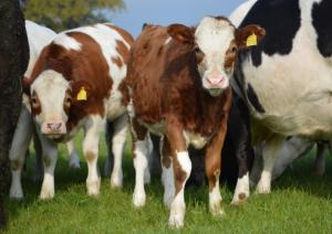 Nigel Darling and Paul Monaghan amongst pedigreed Shetland cows.