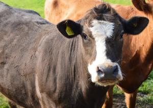 Simmental X Shetland cow