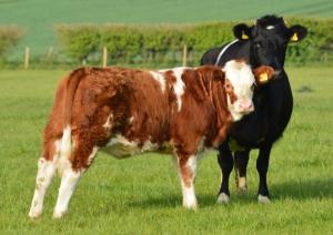 Shetland cow with Simmental X calf