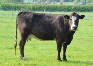 Simmental X Shetland cow