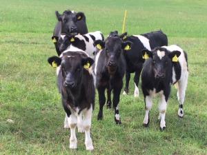 This year's calves, three sired by North House Victor, one by Hengae Fearsome. the calve in the front middle sired by Randolph Fergus.