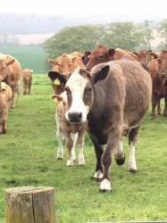 ‘Friendly’ 10 year old Stabiliser X Shetland by Greenoak Daedalus. She weighs 500kg, she has produced 9 calves weaned at average 365kg. Last calf weaned under 8 months at 399kg.
