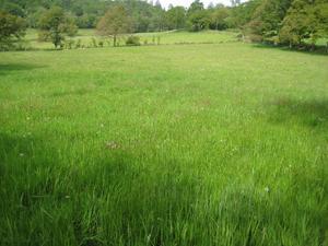 Our hayfield