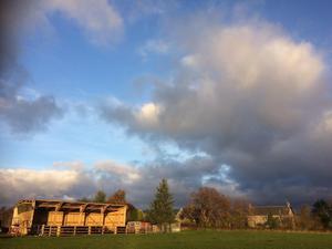 Winter housing for adult cattle