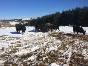 Winter feeding